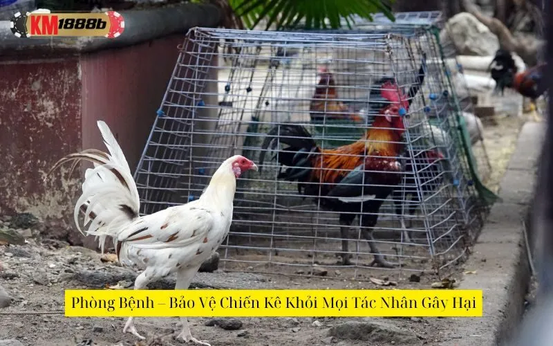 Phòng Bệnh – Bảo Vệ Chiến Kê Khỏi Mọi Tác Nhân Gây Hại