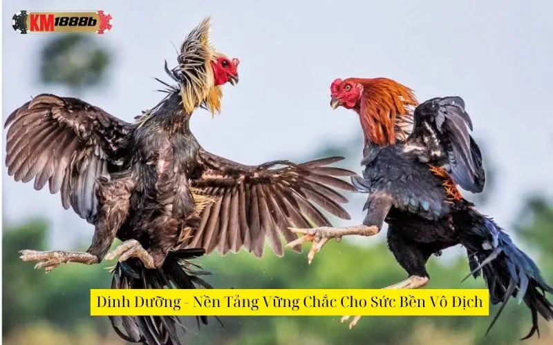 Dinh Dưỡng - Nền Tảng Vững Chắc Cho Sức Bền Vô Địch