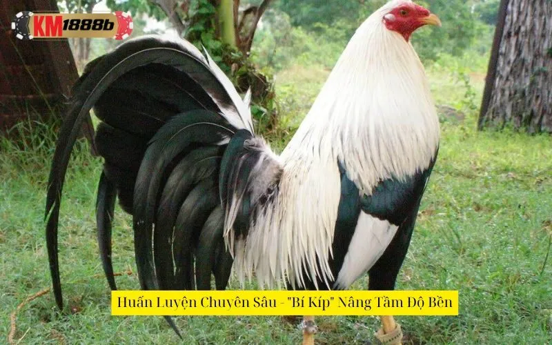 Huấn Luyện Chuyên Sâu - "Bí Kíp" Nâng Tầm Độ Bền